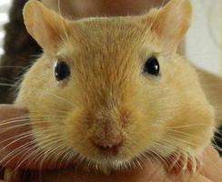 Gerbil Wallpapers and Pet Care Basics الملصق