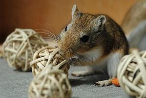 Gerbil Wallpapers and Pet Care Basics تصوير الشاشة 1