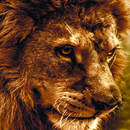 獅子 Lwp APK
