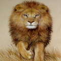 Lion Wallpapers