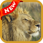 آیکون‌ Lion Wallpaper