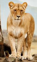 پوستر Lion Wallpaper