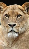 برنامه‌نما Lion Wallpaper عکس از صفحه