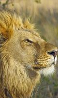 برنامه‌نما Lion Wallpaper عکس از صفحه
