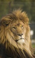 برنامه‌نما Lion Wallpaper عکس از صفحه