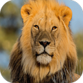 Lion Wallpaper HD