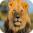 Lion Wallpaper HD APK