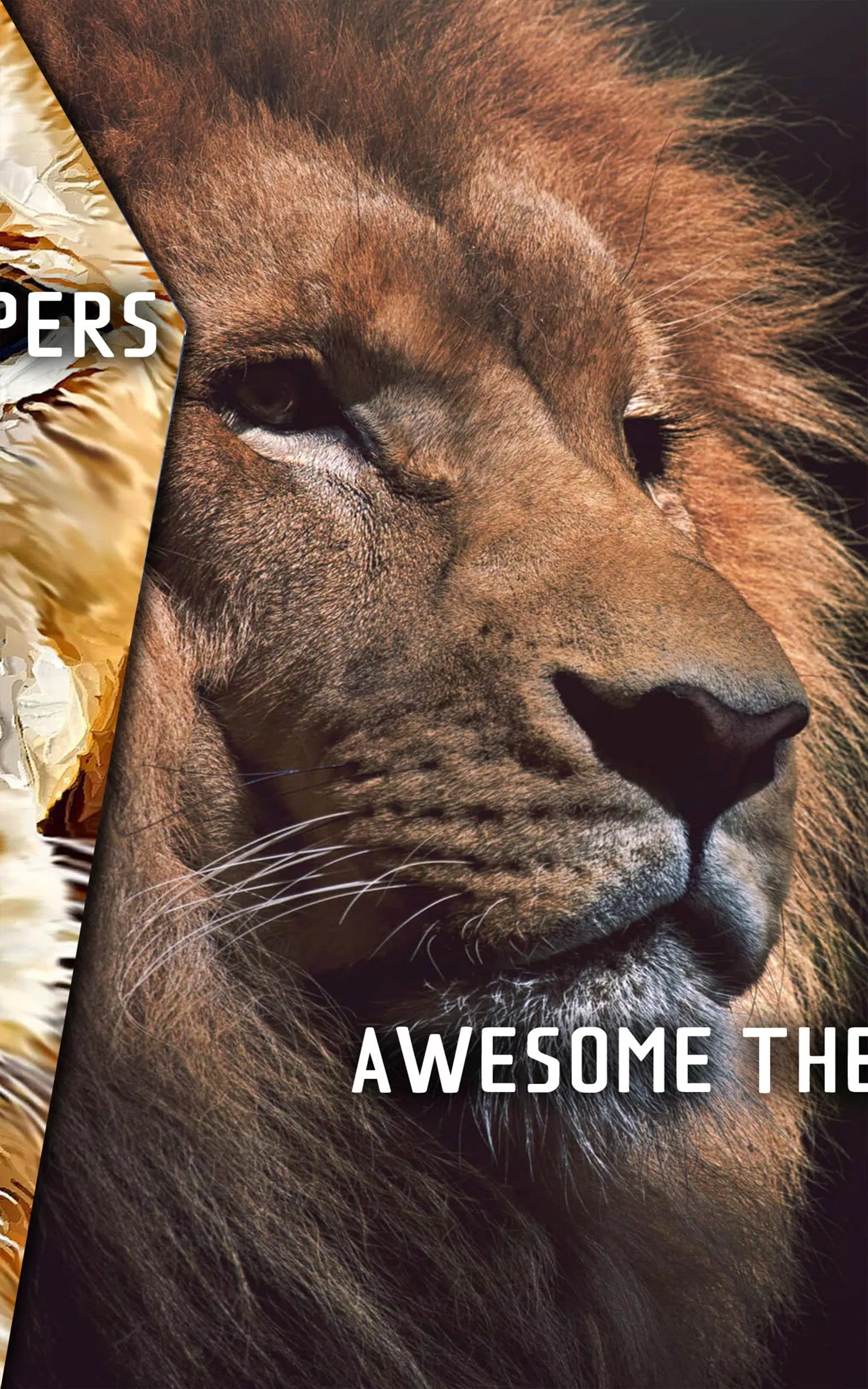 Lion Wallpapers APK for Android Download