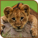 HD impressive Lion Wallpapers - Jaguar APK