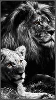 HD impressive Lion Wallpapers - Jaguar Plakat