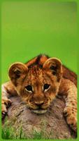 HD impressive Lion Wallpapers - 2018 captura de pantalla 1