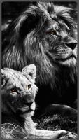HD impressive Lion Wallpapers - 2018 captura de pantalla 3