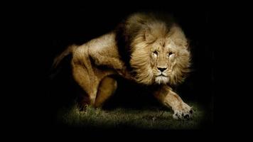 Lion Wallpaper اسکرین شاٹ 2