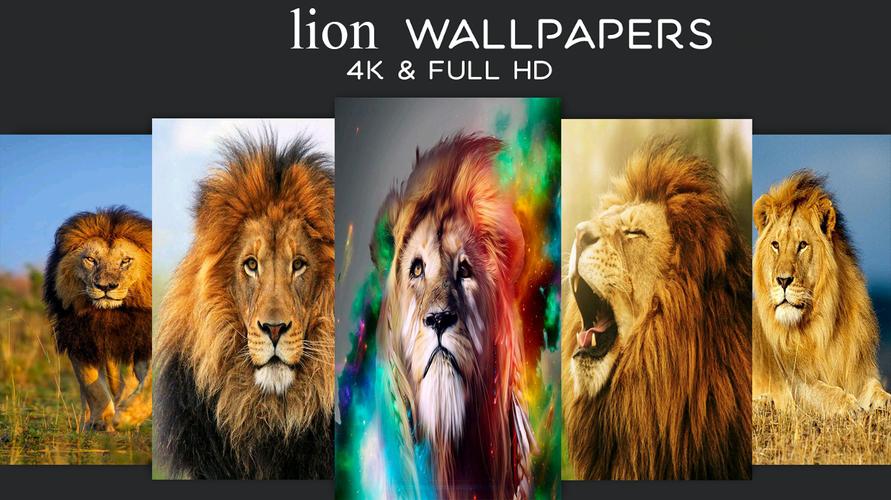 Lion Wallpaper 4k Hd For Android Apk Download