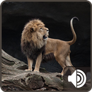 Lion Sounds APK