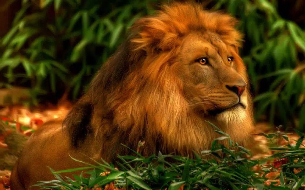 Tải xuống APK Lion Wallpaper Pictures HD Images Free Photos 4K cho Android Tải xuống APK Lion Wallpaper Pictures HD Images Free Photos 4K cho Android