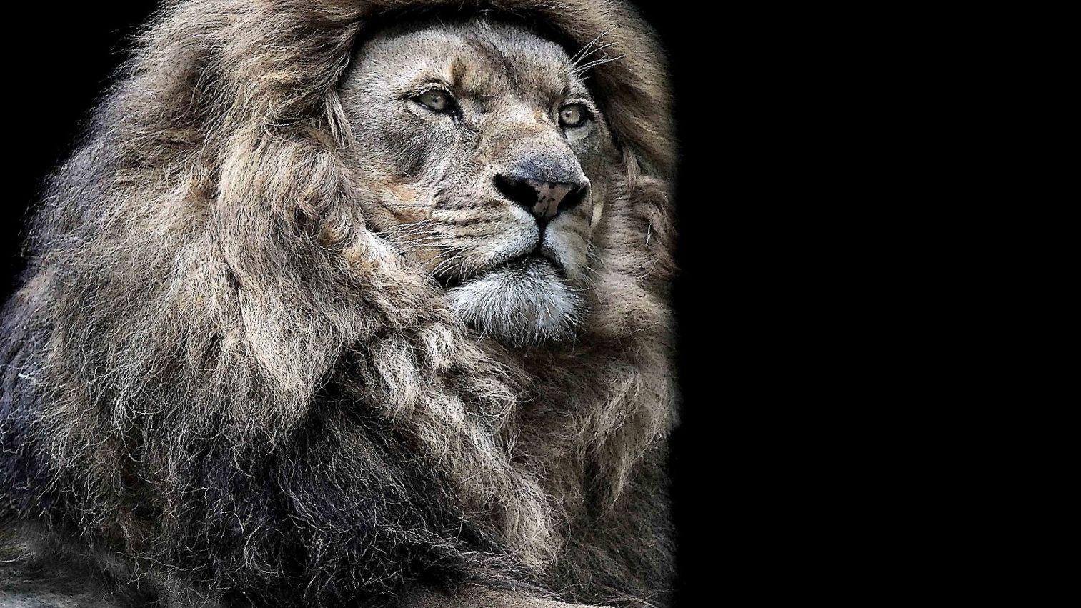 Lion Wallpaper Pictures HD Images Free Photos 4K for Android - APK Download