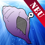 Magische Miesmuschel premium