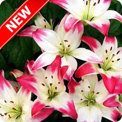 Lily Wallpaper APK Herunterladen