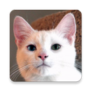 القط تأثيرات صوتية مجانا APK