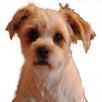 Dog Sounds APK