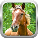 3D Horse Simulator Game Free APK