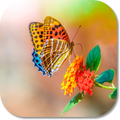 HD Butterfly Live Theme