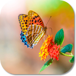 HD Butterfly Live Theme