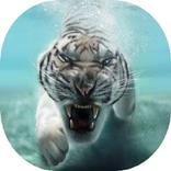 3D Tiger HD Wallpapers