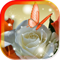 Spring Rose live wallpaper