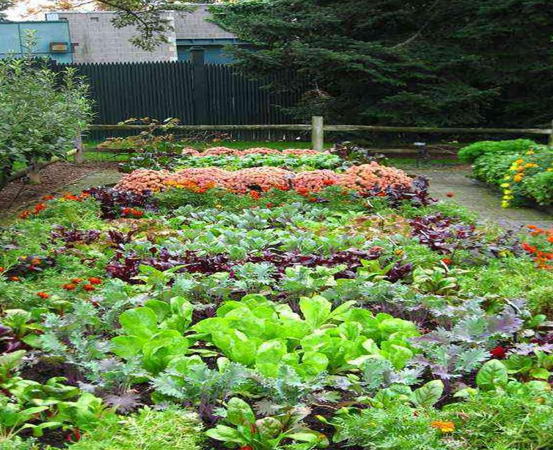 Desain Taman Sayur Backyard For Android - APK Download