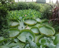 1 Schermata del giardino botanico