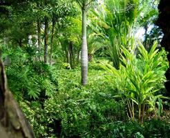 Design de plantes de jardin tropical capture d'écran 3