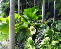 Design de plantes de jardin tropical capture d'écran 2