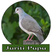 Canto de Juriti Pupu