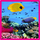 Ocean Fish Wallpaper New APK