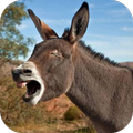 Donkey Sounds Lite