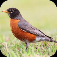 Robin Bird Sounds Lite पोस्टर