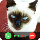 APK Cat Call You
