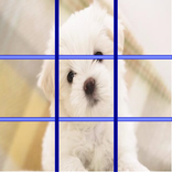 Dog Puzzle 2016
