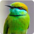 Asian Green Bee Eater Sound : Bee Eater Call APK
