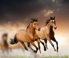 Horse Wallpaper پوسٹر