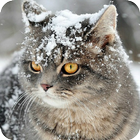 Live Cat Wallpapers(Offline) icône