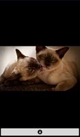 Live Cat Wallpapers(Offline) capture d'écran 3