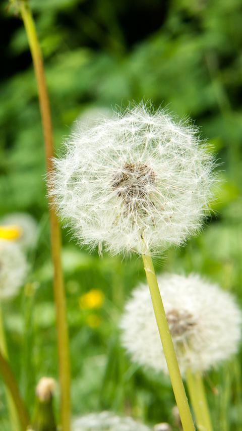 300 Gambar Bunga Dandelion HD Terbaru - Gambar ID