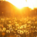 live dandelion wallpaper APK