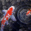 live koi pond wallpaper