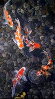 live koi pond wallpaper পোস্টার