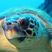 Evresi Deniz Kaplumbağası