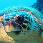 live sea turtle wallpaper icon